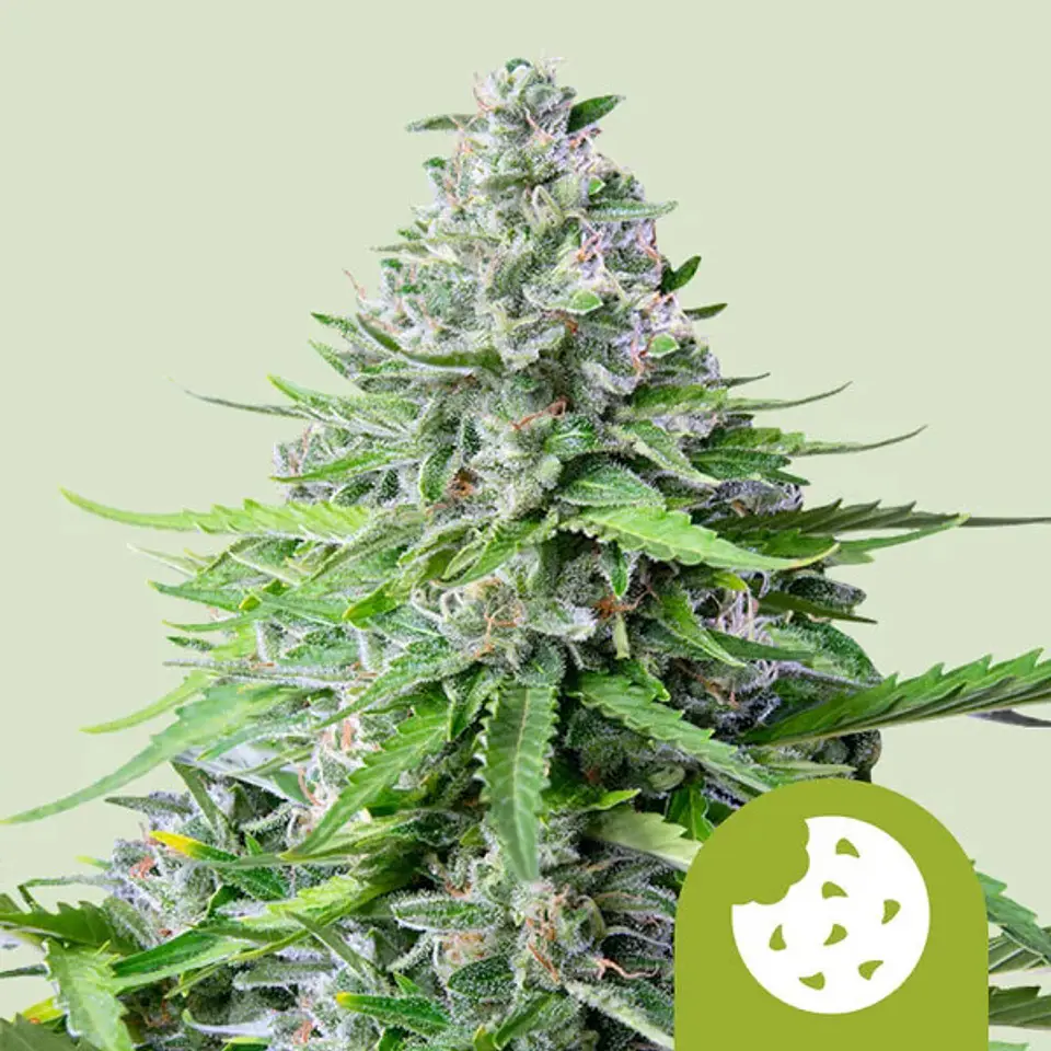 Royal Cookies Auto x100- Royal Queen Seeds 1
