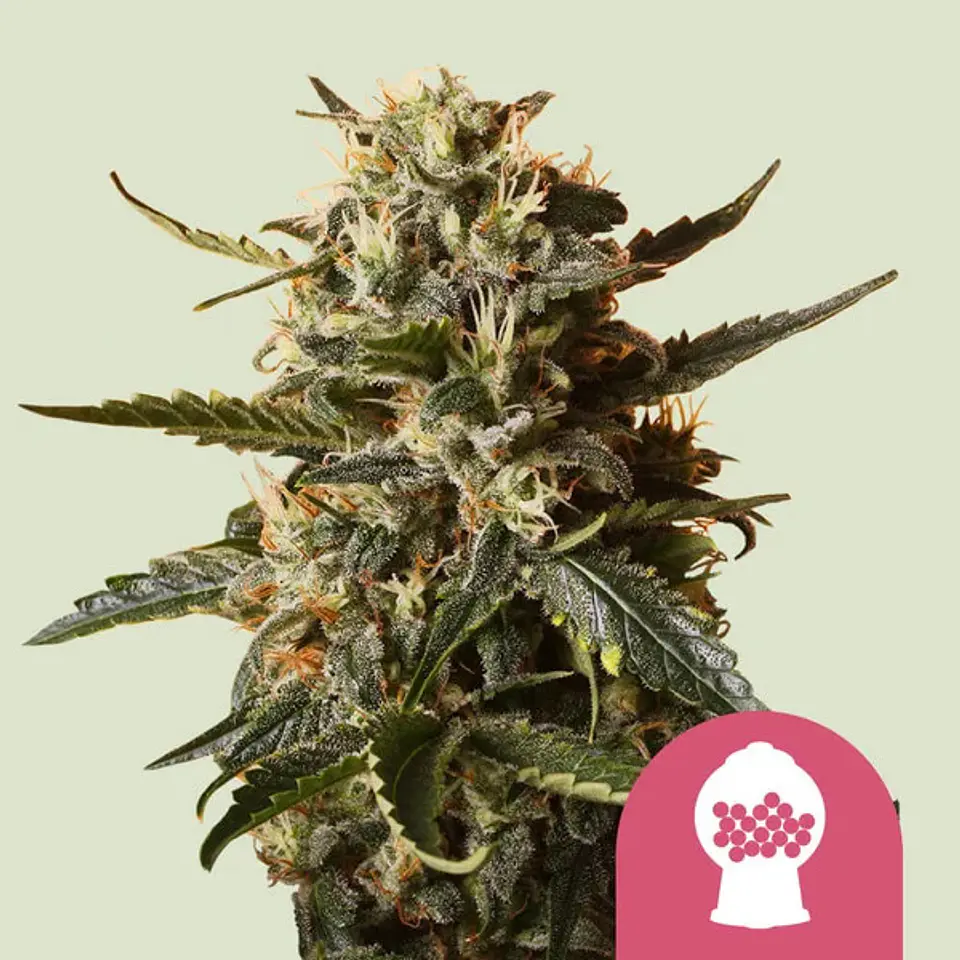 Bubblegum XL x100- Royal Queen Seeds 1