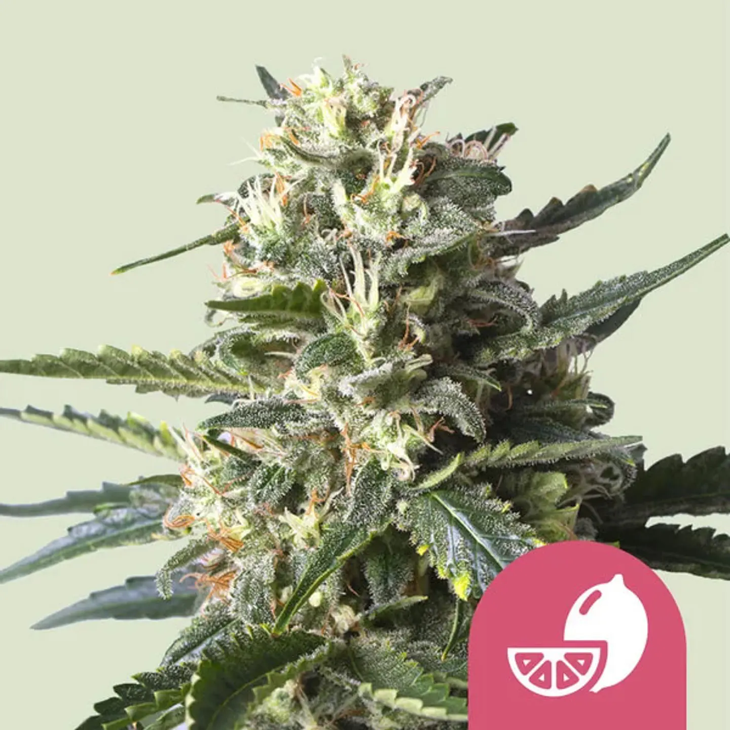 Lemon Shining Silver Haze x100- Royal Queen Seeds 1