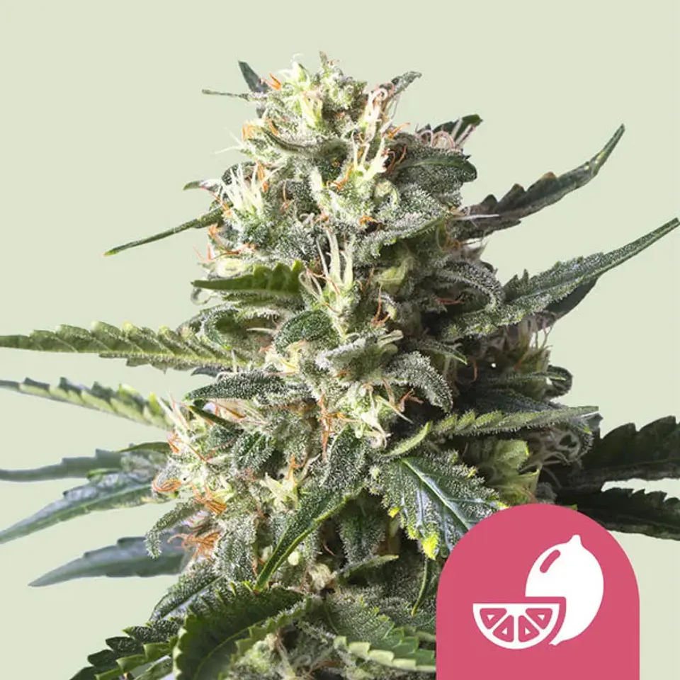 Lemon Shining Silver Haze x100- Royal Queen Seeds 1