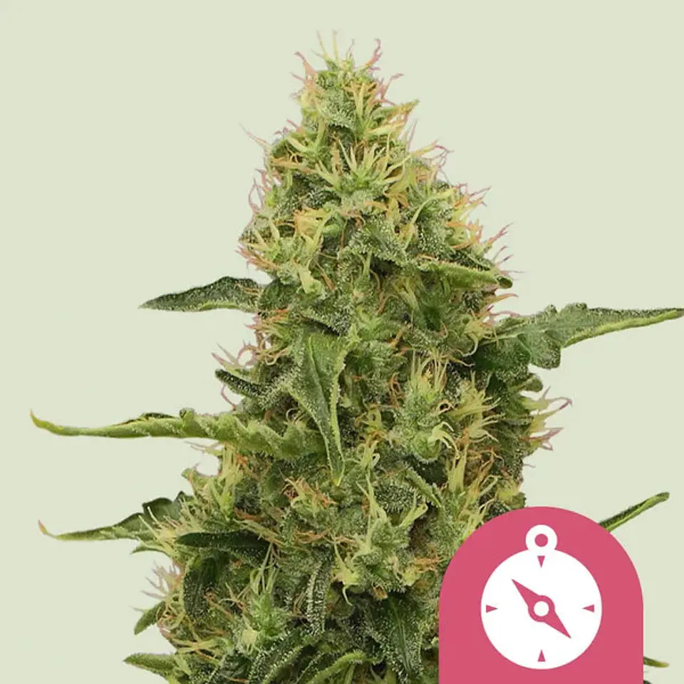 Northern Light x100- Royal Queen Seeds 1