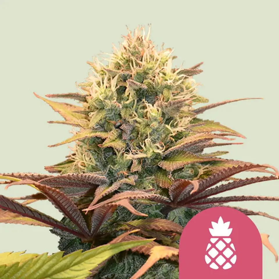 Pineapple Kush x100- Royal Queen Seeds 1