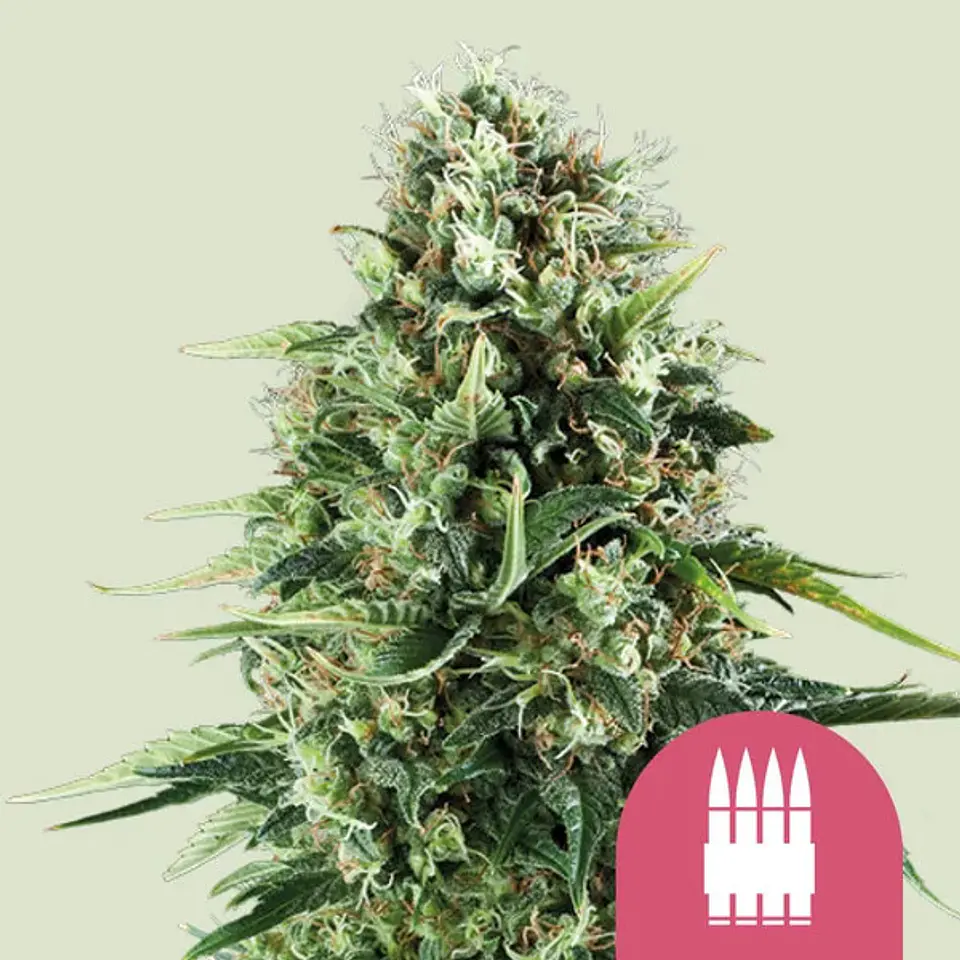 Royal AK x100- Royal Queen Seeds 1