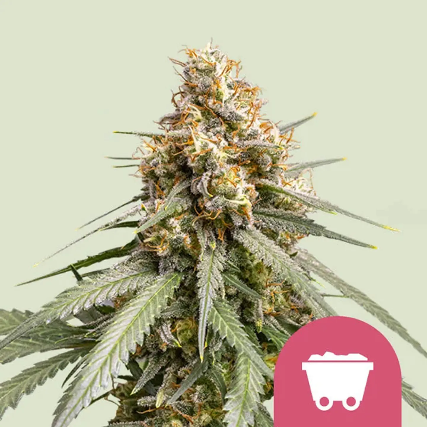 Shining Silver Haze x100- Royal Queen Seeds 1