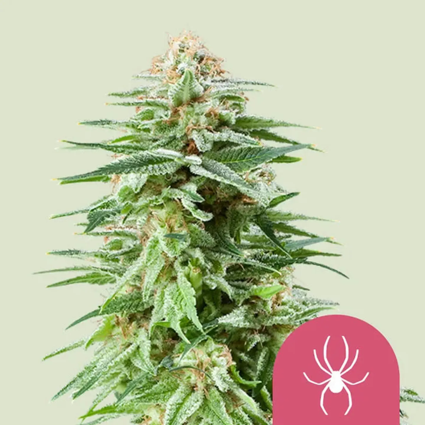 White Widow x100- Royal Queen Seeds 1