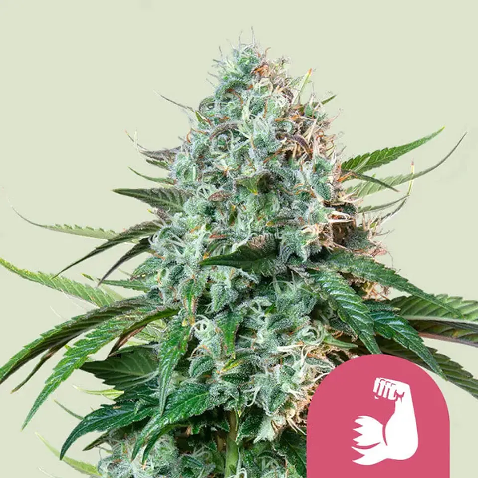 HulkBerry x100- Royal Queen Seeds 1