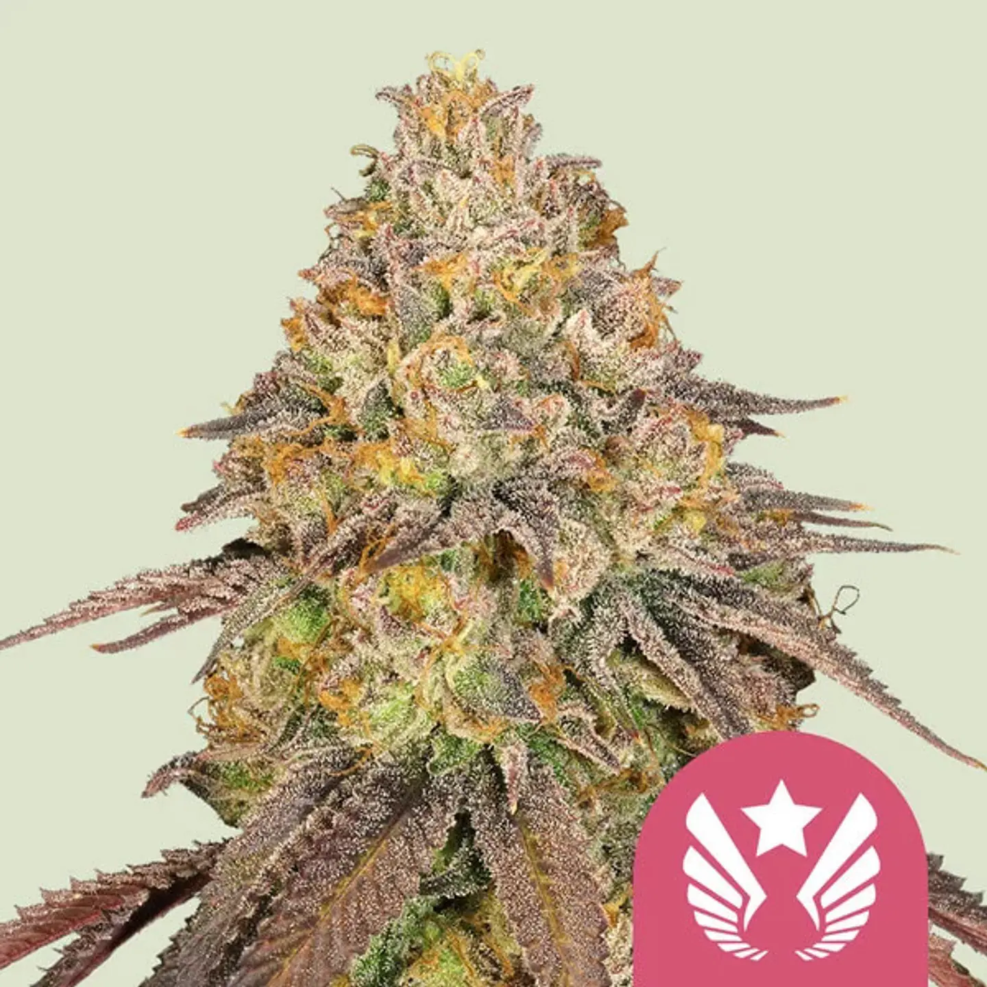 Legendary OG Punch x100- Royal Queen Seeds 1