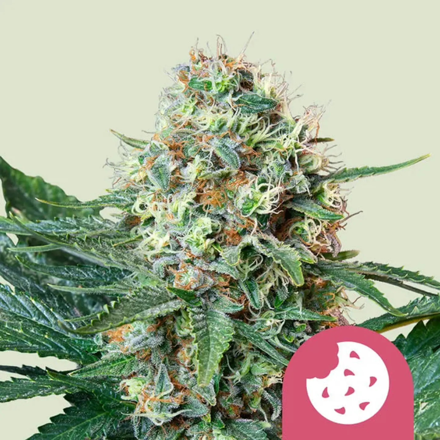 Royal Cookies x100- Royal Queen Seeds 1