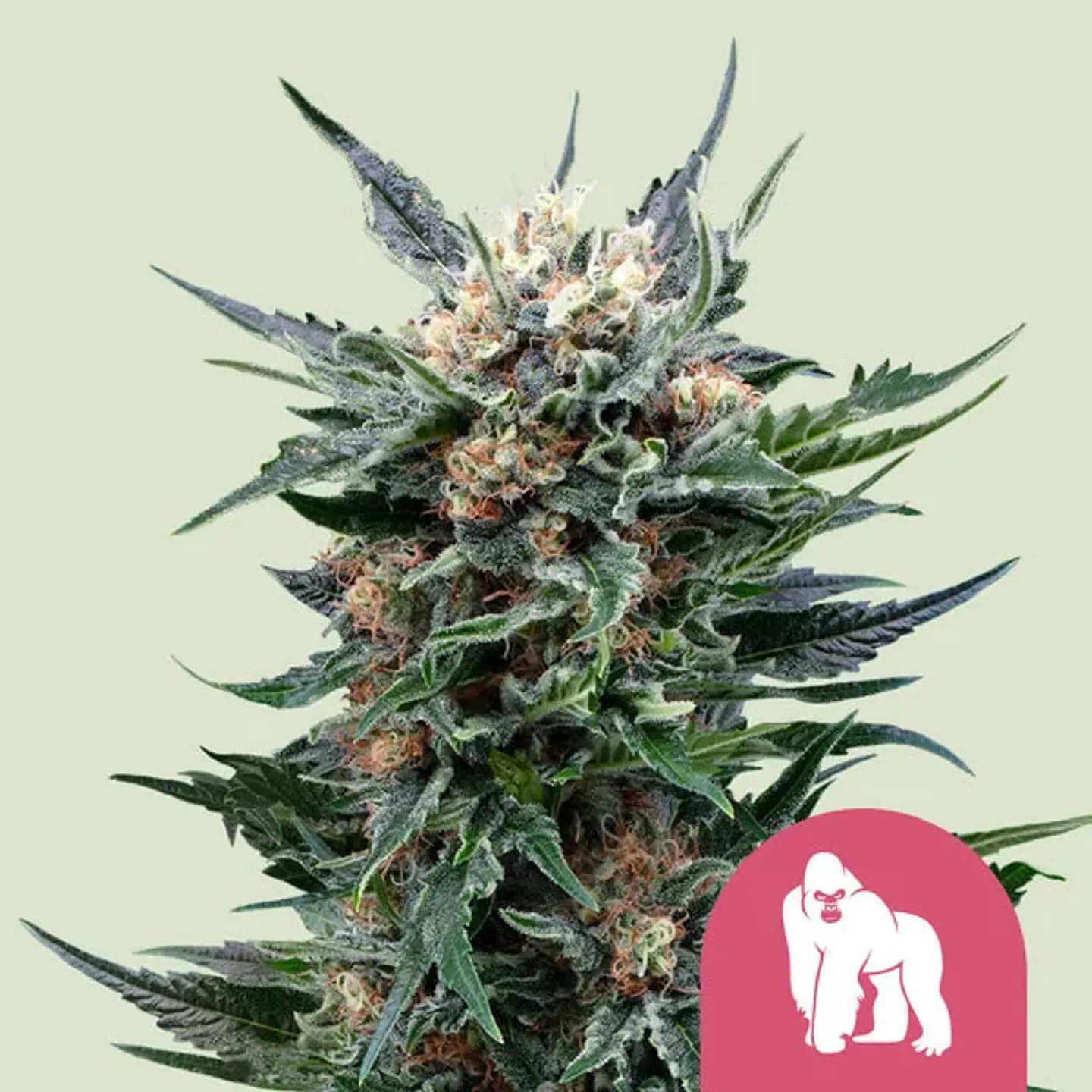 Royal Gorilla x100- Royal Queen Seeds 1
