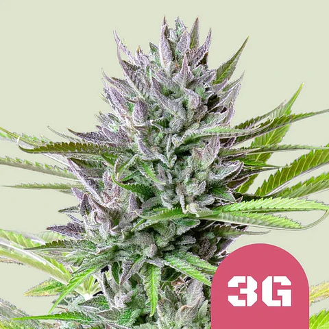 Triple G x100- Royal Queen Seeds