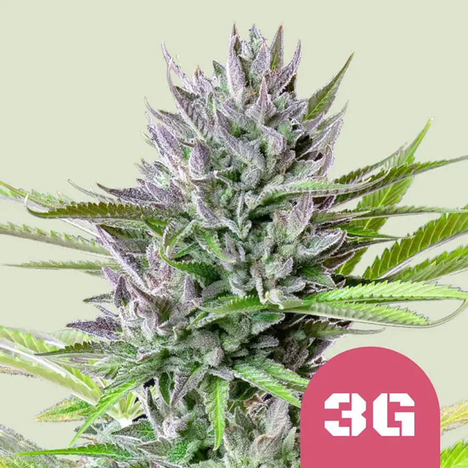Triple G x100- Royal Queen Seeds 1