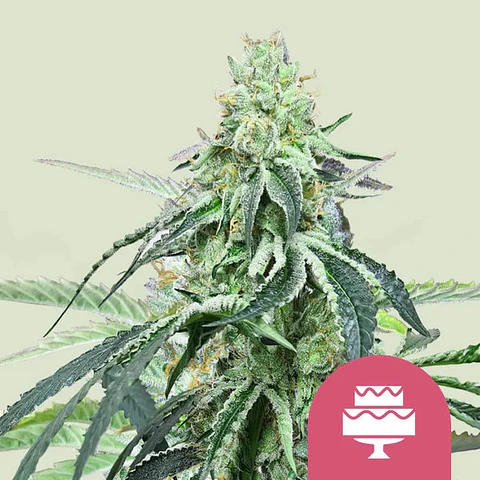 Wedding Gelato x100- Royal Queen Seeds