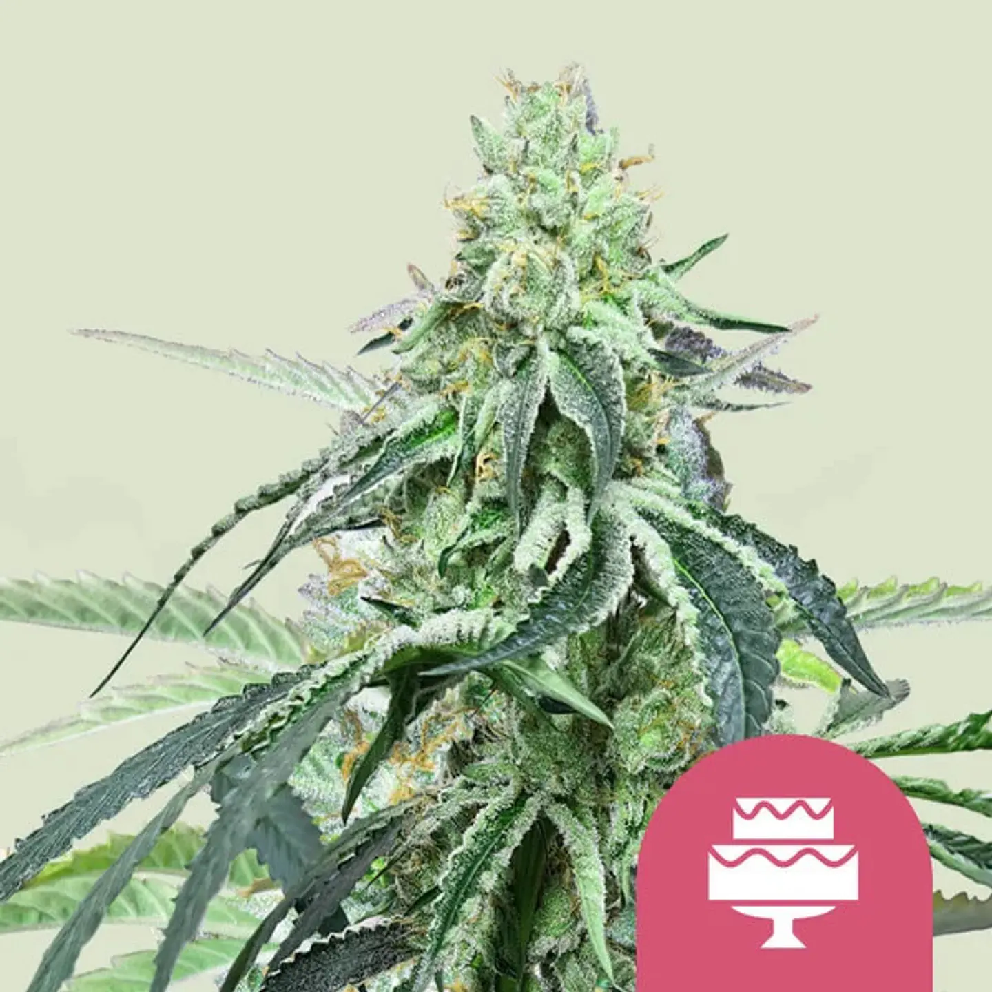 Wedding Gelato x100- Royal Queen Seeds 1