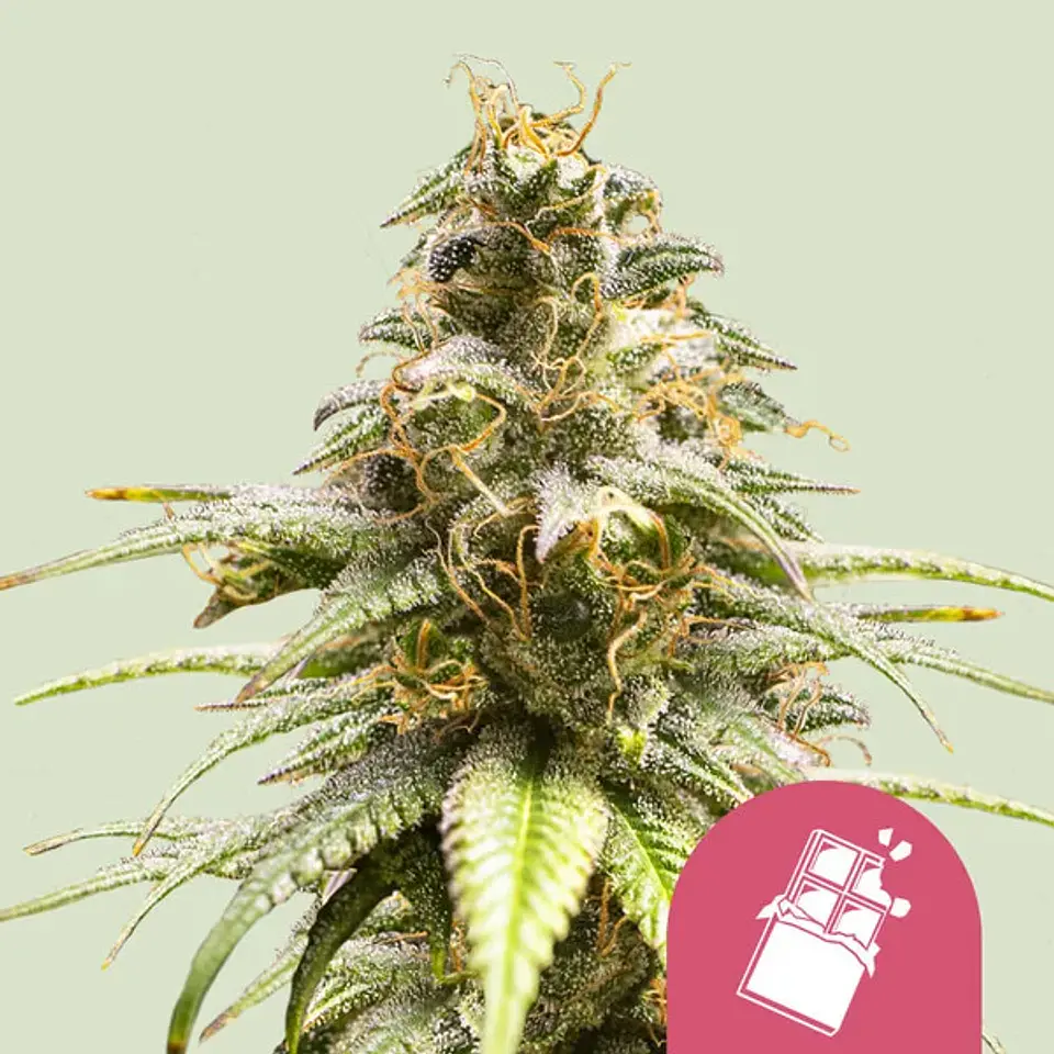 CHOCOLATE HAZE FEM X100- ROYAL QUEEN SEEDS 1