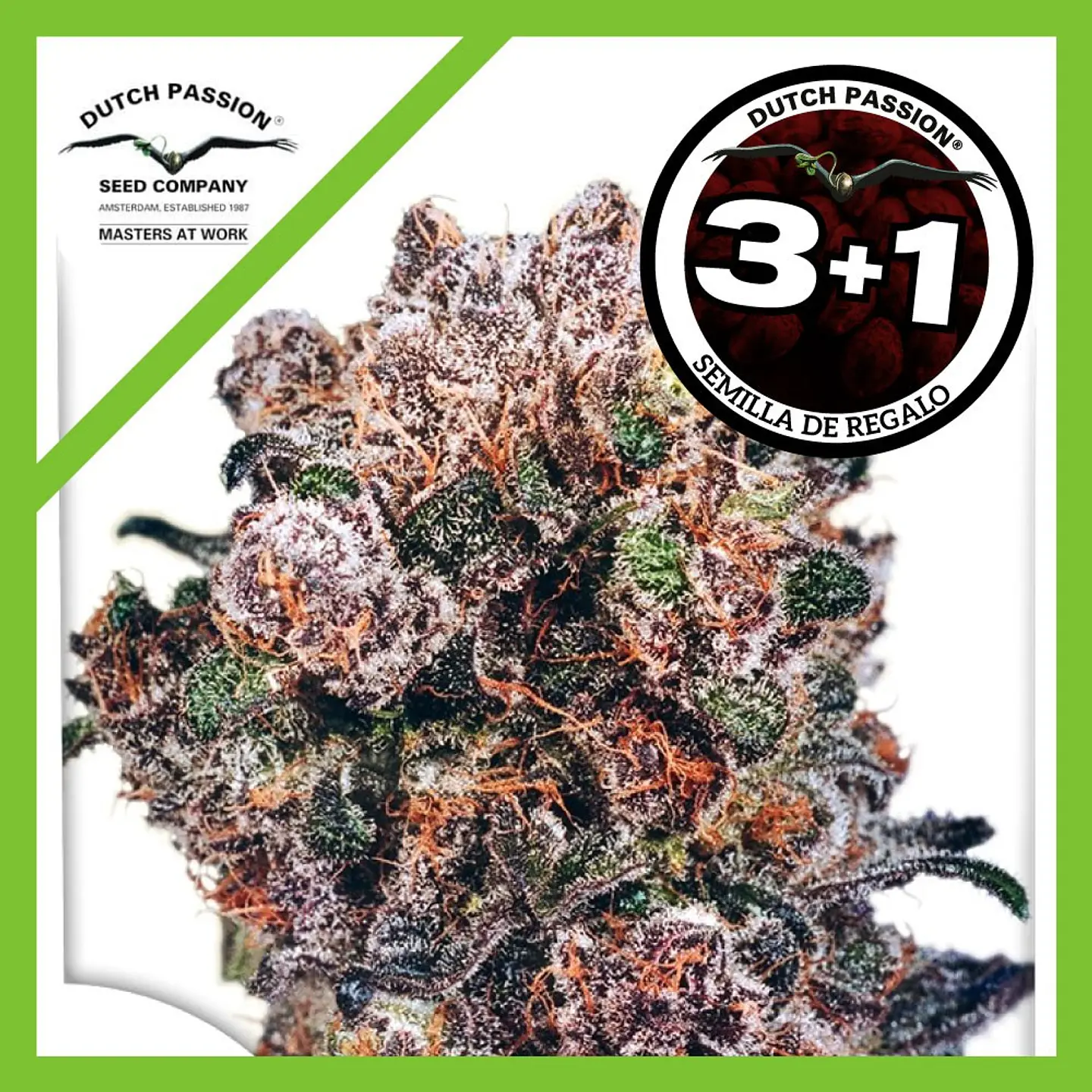 Blueberry Fem X3+1 -Dutch Passion 3