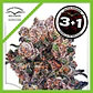 Blueberry Fem X3+1 -Dutch Passion - Miniatura 3