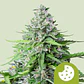 ROYAL COOKIES AUTO (X3/X10)-ROYAL QUEEN SEEDS - Miniatura 2