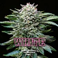 White Gorilla Fem -Bsf (X12/X4/X2) - Miniatura 7