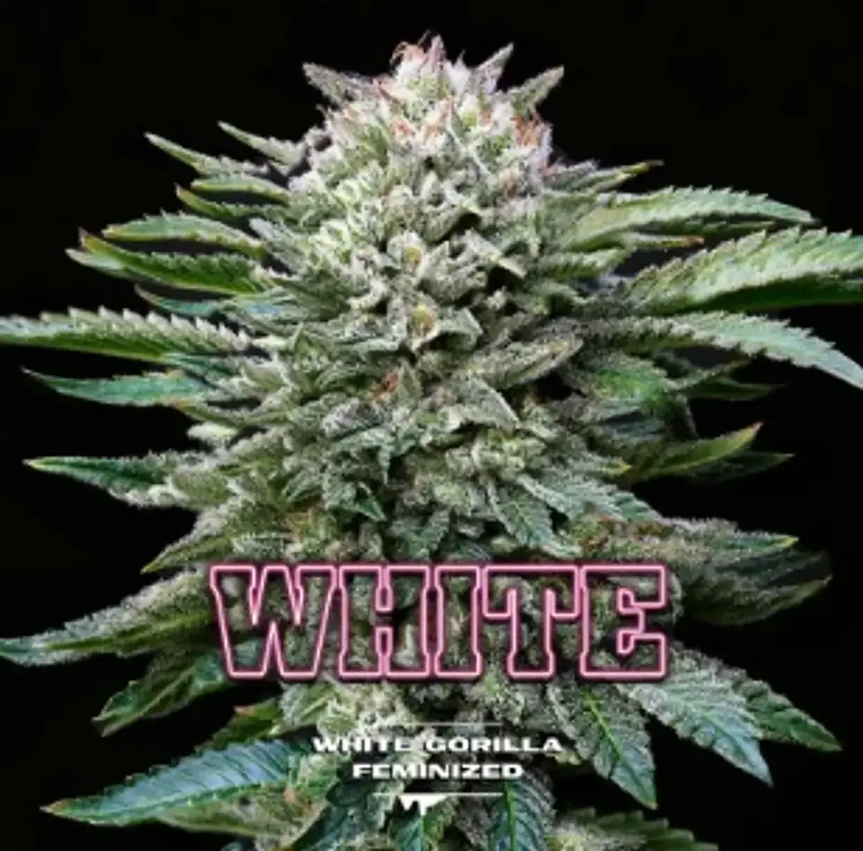 White Gorilla Fem -Bsf (X12/X4/X2) 7
