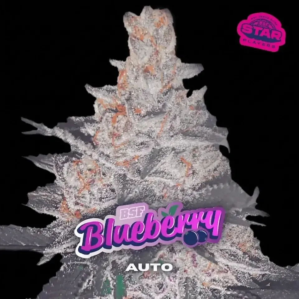 Blue Berry Auto-Bsf (X12/X7/X4/X2) 8