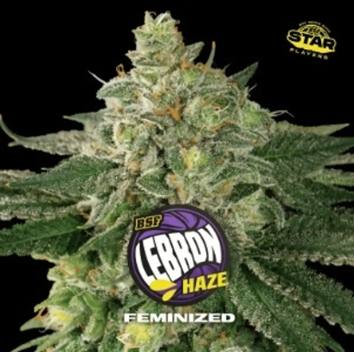 Lebron Haze Fem -Bsf (X12/X7/X4/X2) 5