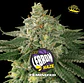Lebron Haze Fem -Bsf (X12/X7/X4/X2) - Miniatura 5
