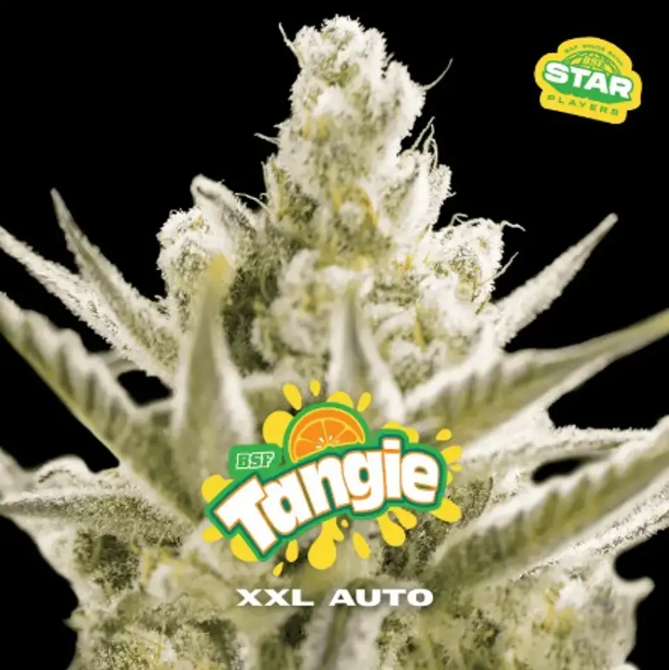 Tangie Xxl Auto -Bsf (X100/X12/X7/X4/X2) 7