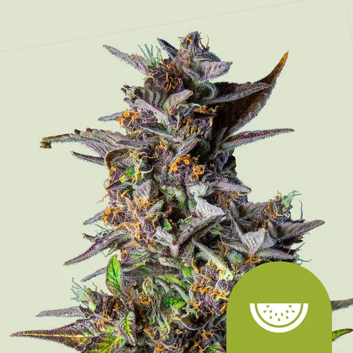 Watermelon Usa Premium Auto (X1/X3)-Royal Queen 4