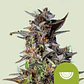 Watermelon Usa Premium Auto (X1/X3)-Royal Queen - Miniatura 4