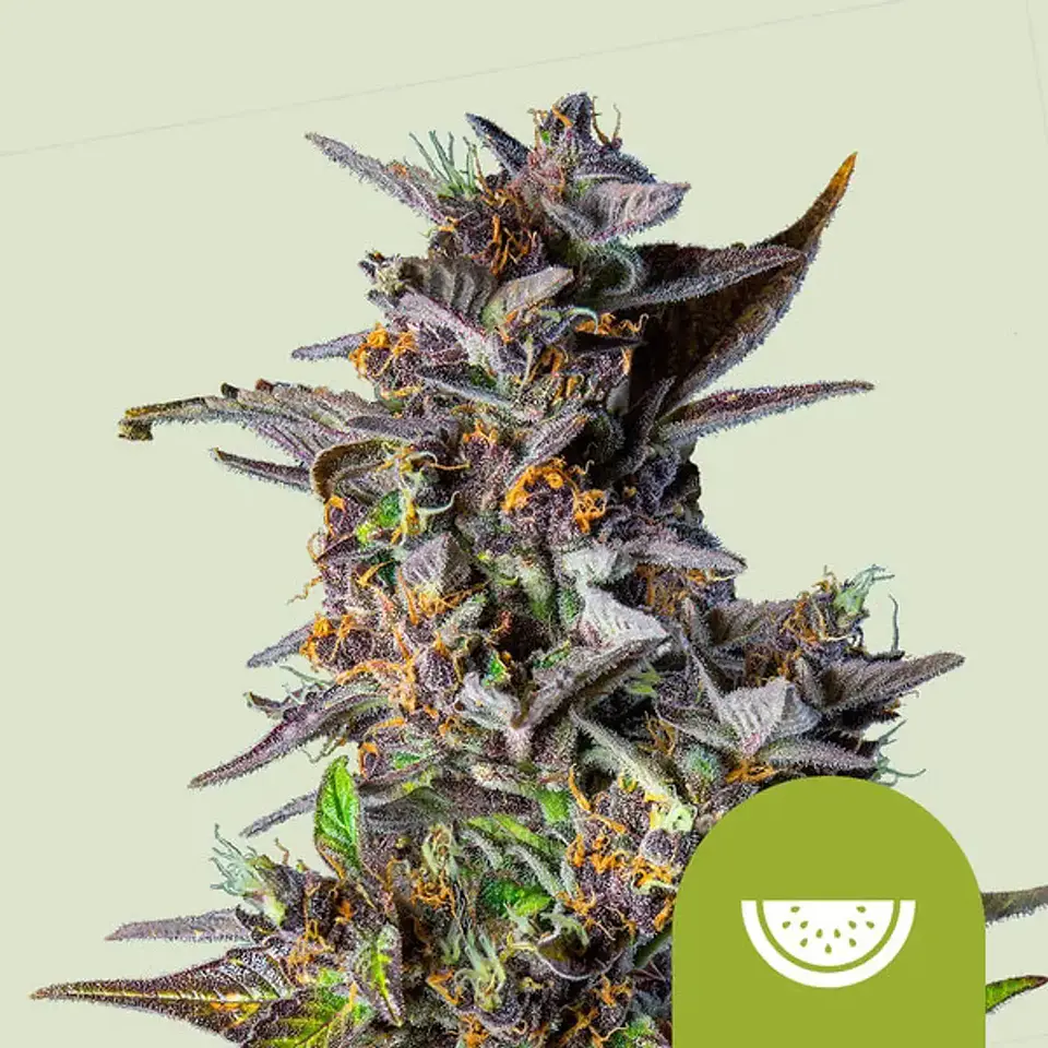 Watermelon Usa Premium Auto (X1/X3)-Royal Queen 4
