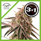 Frozen Biscotti Fem X3+1 -Dutch Passion - Miniatura 3