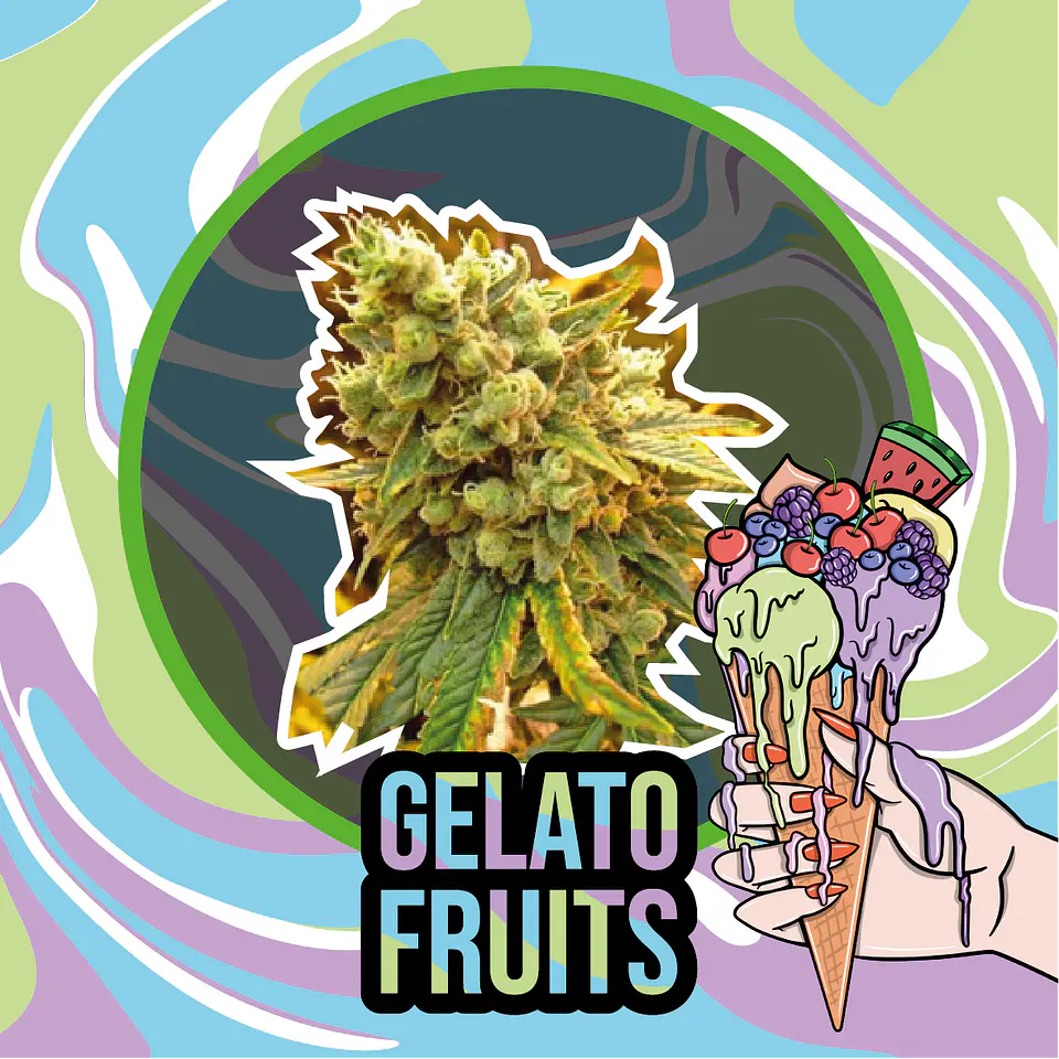 Gelato Fruits Auto (X1 / X2 / X4) -Delirium Seeds 5