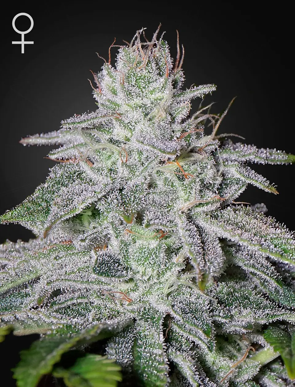 Francos Lemon Cheese Fem X3 -Green House 1