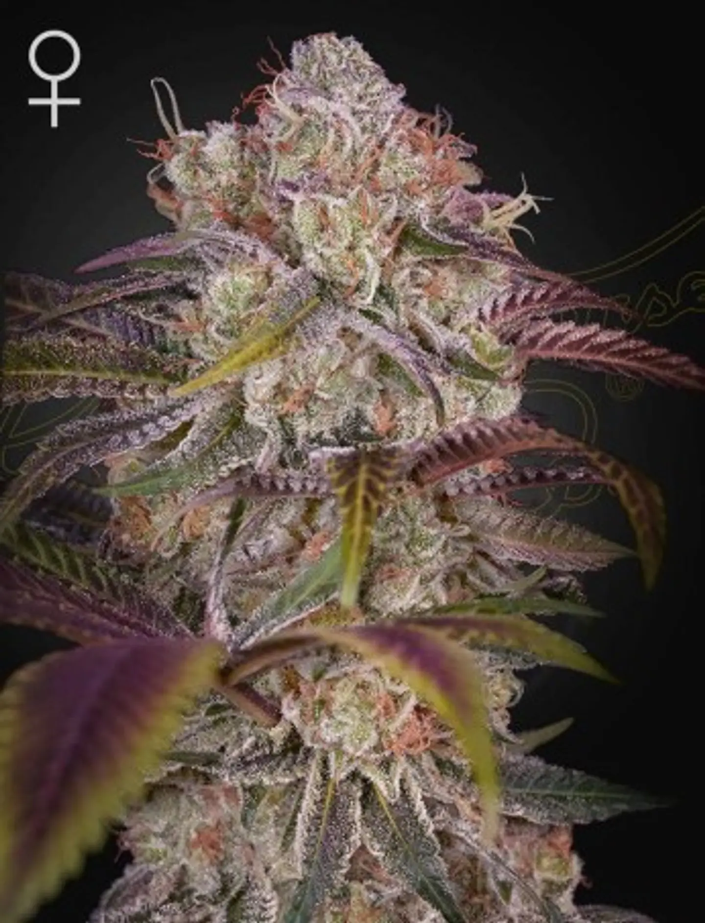Gran Jefa Fem X3 -Green House 1