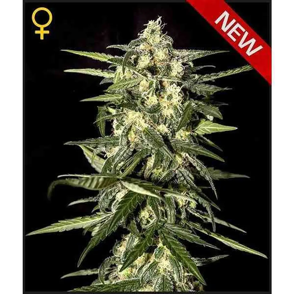 Jacks Dream Fem X3 -Green House 1