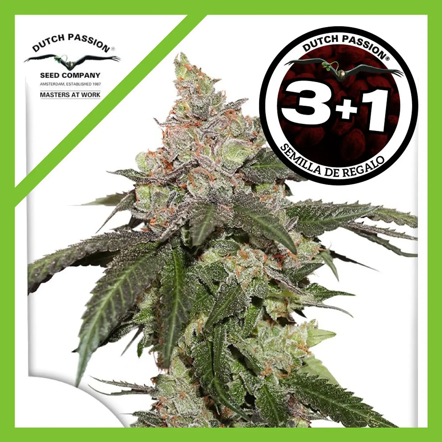 Kerosene Krash Fem X3+1 -Dutch Passion 3