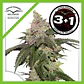 Kerosene Krash Fem X3+1 -Dutch Passion - Miniatura 3