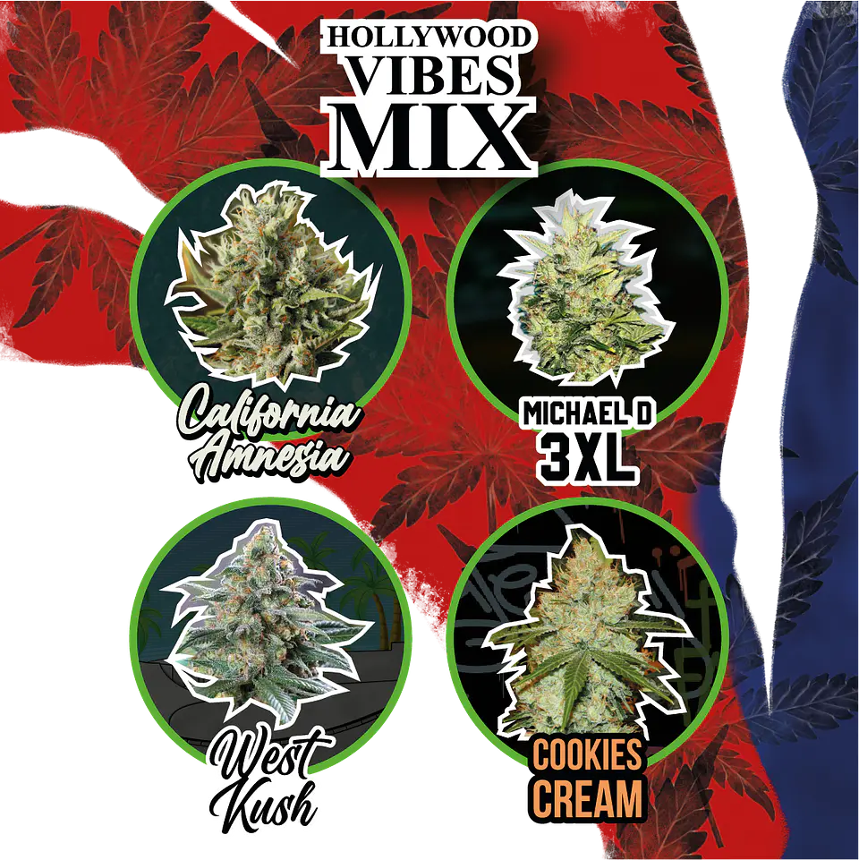 Mix Hollywood Vibe Auto (X4 / X8 / X14) -Delirium Seeds 3