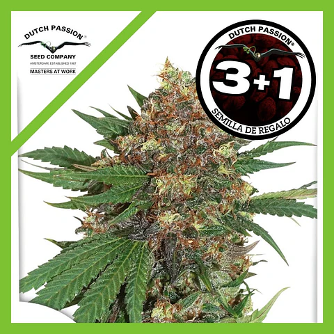 Master Kush Fem X3+1 -Dutch Passion