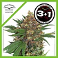 Master Kush Fem X3+1 -Dutch Passion - Miniatura 2