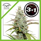 Mokum's Tulip Fem X3+1 -Dutch Passion - Miniatura 3
