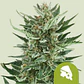 Royal Cheese Auto (X1 / X3 / X10) -Royal Queen Seeds - Miniatura 3