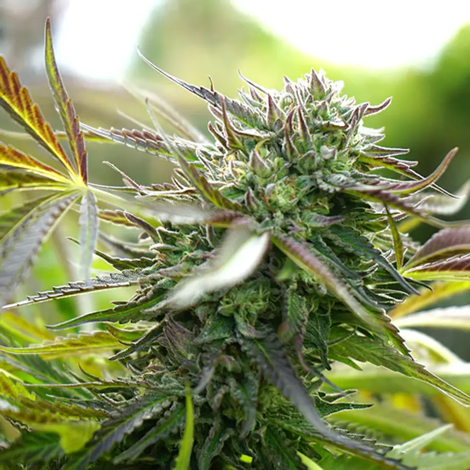 Pineapple Chem Auto X3 -Humboldt Seeds 1