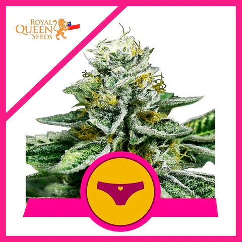 Sherbet Queen Fem X3 -Royal Queen Seeds