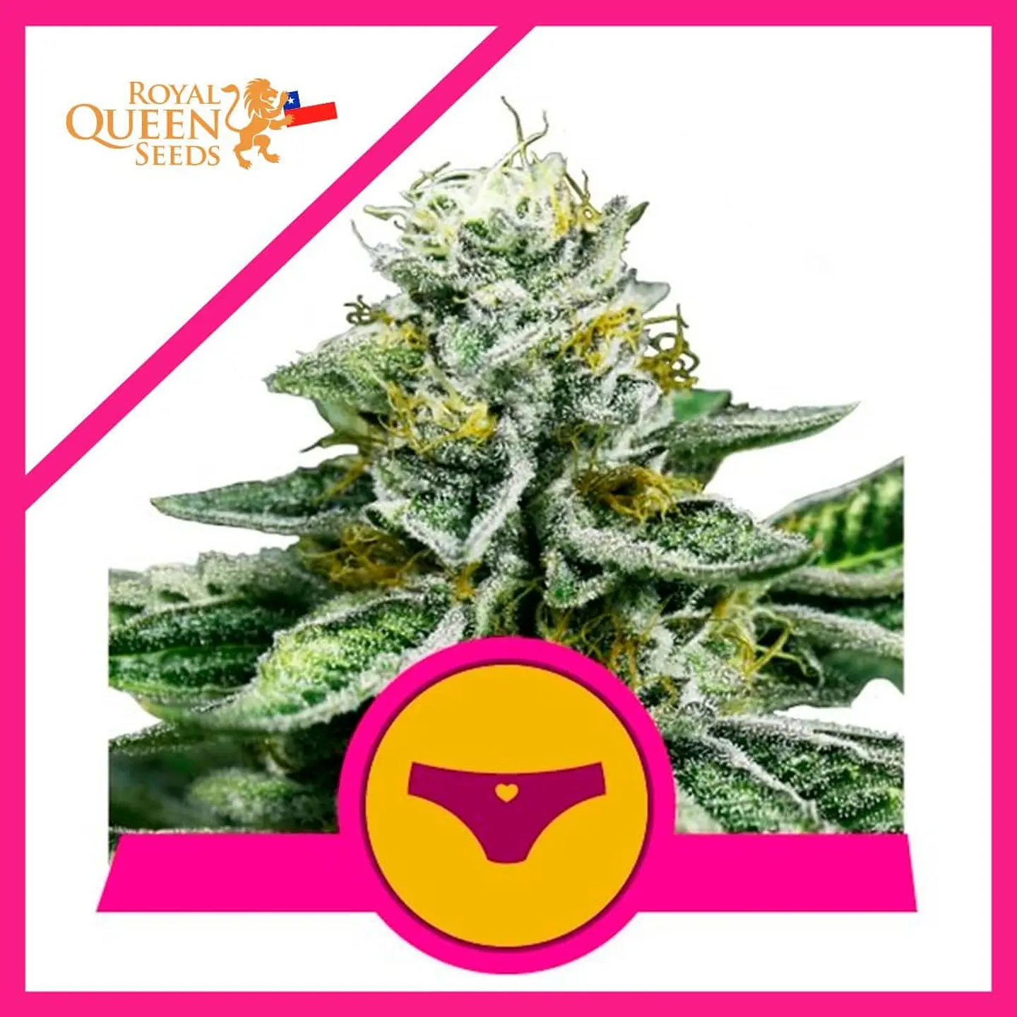 Sherbet Queen Fem X3 -Royal Queen Seeds 1