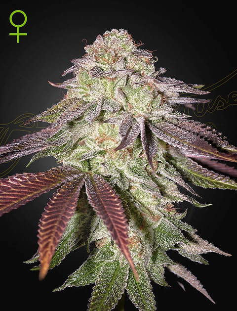Sugarlato Auto X3 -Green House