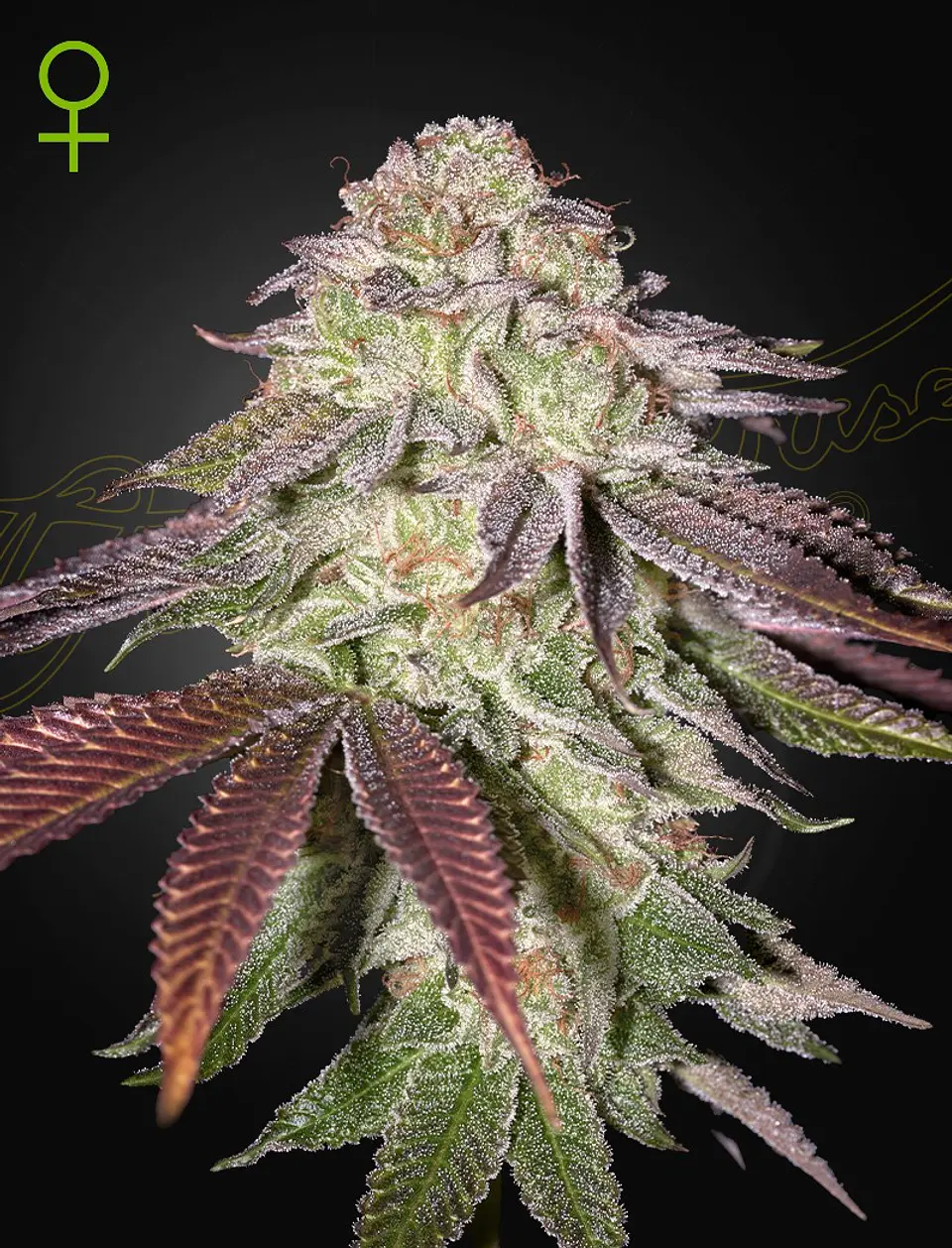 Sugarlato Auto X3 -Green House 1