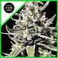 Thunder Auto (X5 / X10) -Rkiem Seeds - Miniatura 2