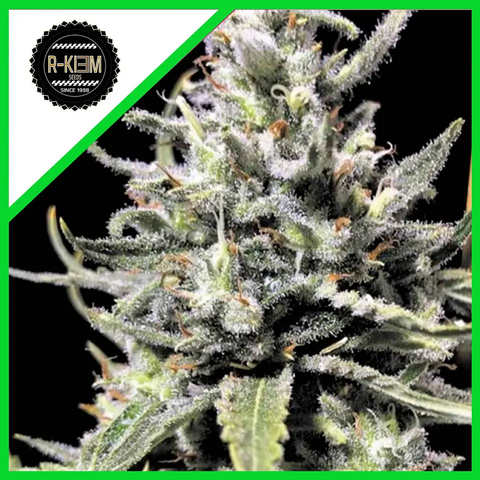 Thunder Auto (X5 / X10) -Rkiem Seeds 2