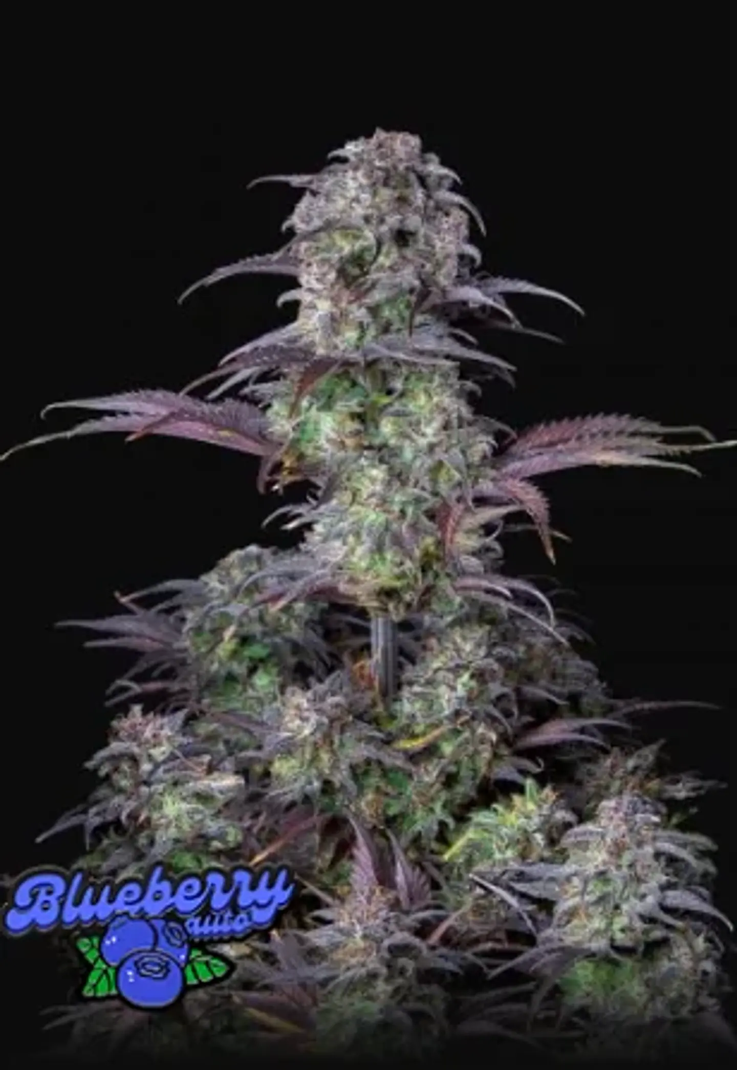 Original Blueberry Auto (X1/X3+2)-Fast Buds 3